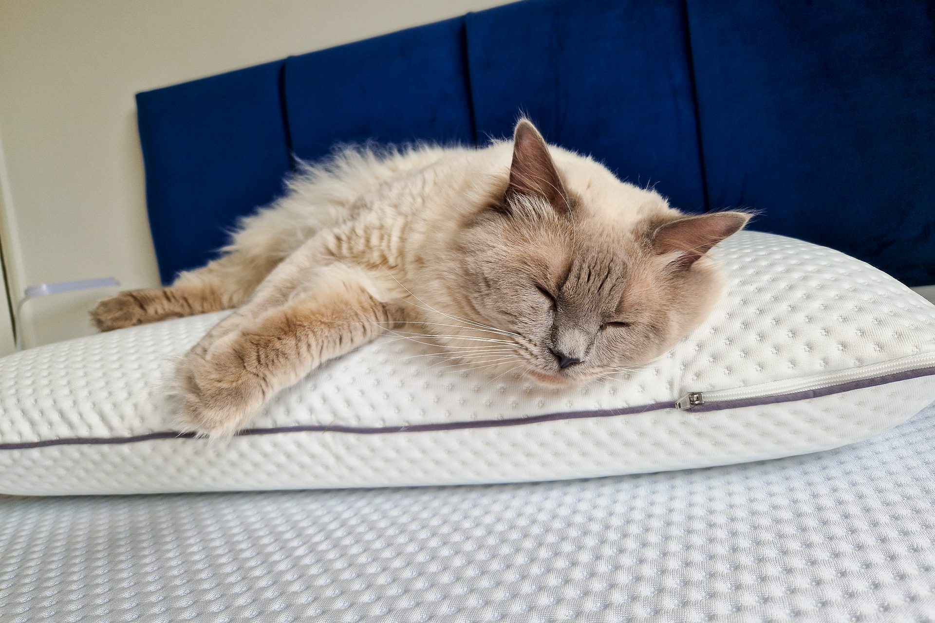 confort oreiller emma original premium